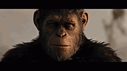 Caesar Calmly Cries GIF