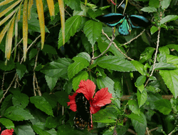 Cairns Birdwing Female And Male Butterflies GIF