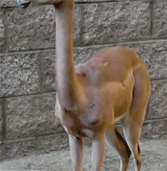 Calf Gulp While Standing GIF