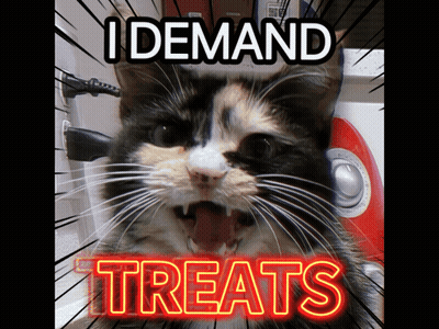 Calico Cat Demanding Treats GIF