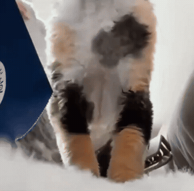Calico Cat In Front Of Blue Box Saying Noodles GIF
