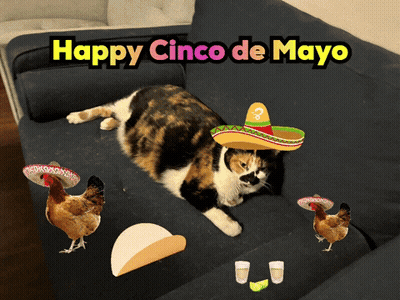 Calico Cat In Sombrero Laying With Chickens GIF
