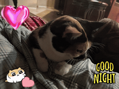 Calico Cat Laying On Bed Good Night GIF