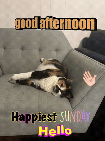 Calico Cat Laying On Couch With Good Afternoon Happiest Sunday Hello GIF