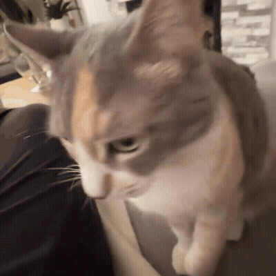 Calico Cat Looking At Camera With Blurry Background GIF