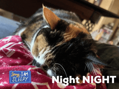 Calico Cat Lying On Blanket Sorry I Am Sleepy GIF