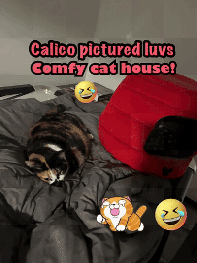Calico Cat Lying On Comfy Bed GIF