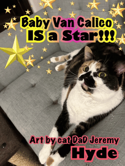 Calico Cat Lying On Couch Baby Van Calico Is A Star GIF