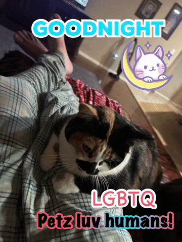 Calico Cat Lying On Lap Goodnight LGBTQ GIF