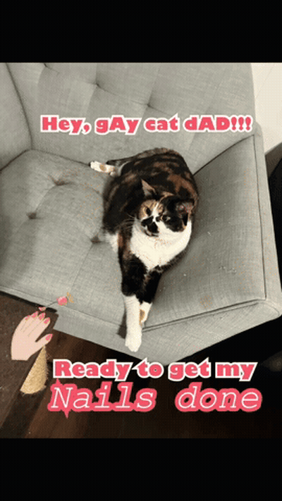 Calico Cat On Couch Says Hey Gay Cat Dad Ready To Get My Nails Done GIF