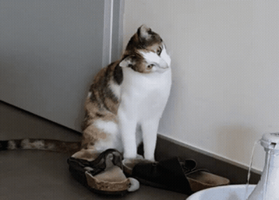 Calico Cat Sitting Next To Shoes GIF