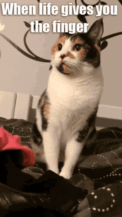 Calico Cat Sitting On Bed Saying When Life Gives You The Finger GIF