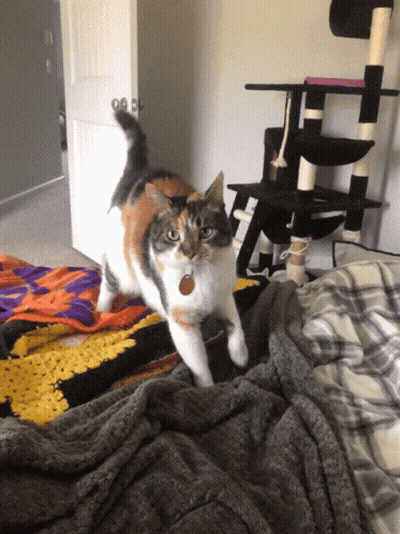 Calico Cat Standing On Bed GIF