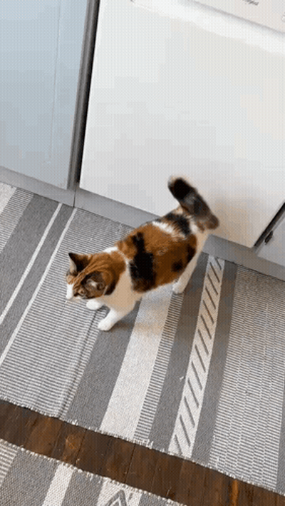 Calico Cat Standing On Hind Legs In Kitchen GIF