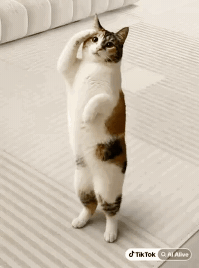 Calico Cat Standing On Hind Legs With TikTok Icon GIF