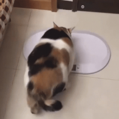 Calico Cat Standing On Scale GIF