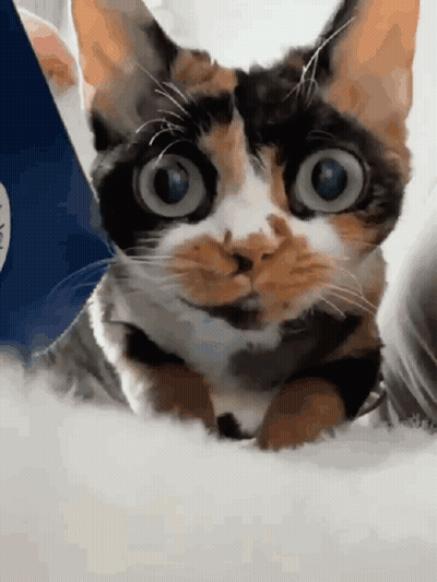 Calico Cat With Big Blue Eyes Lying Down GIF