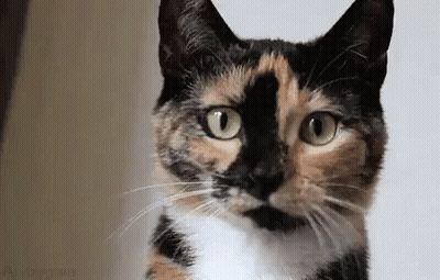 Calico Cat With Green Eyes Looking Surprised