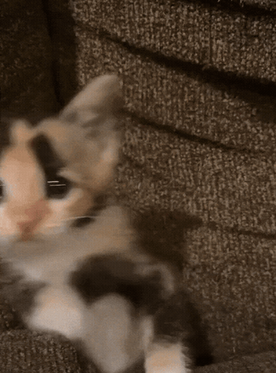 Calico Kitten Laying On Couch Looking At Camera GIF