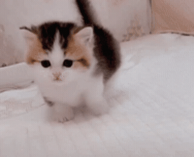 Calico Kitten Sitting On White Blanket GIF