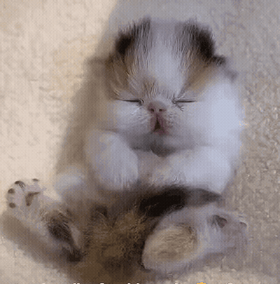 Calico Kitten Sleeping On White Blanket GIF