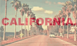 California Palm Trees GIF