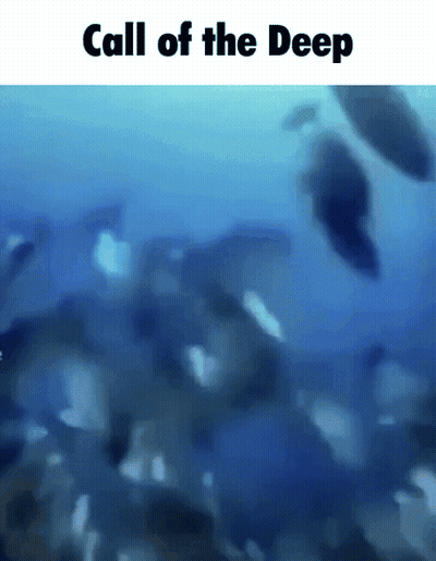 Call Of The Deep Fish In Ocean GIF