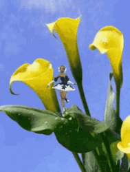 Calla Lily Flower Blooming GIF