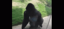 Calm Down Spinning Gorilla Dancing GIF