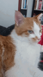 Calm Surprised Cat GIF