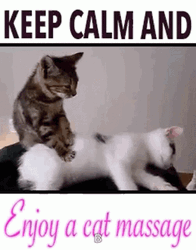 Calming Cat Massage GIF