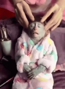 Calming Massage Spa Monkey GIF