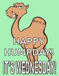 Camel Back Hump Day Wednesday GIF