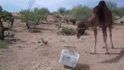 Camel Bin Scared Run