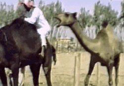 Camel Bite Ride Fail