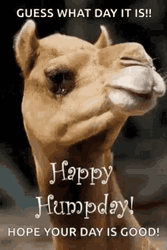 Camel Happy Hump Day Meme GIF