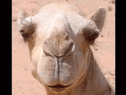 Camel Head Funny Talk