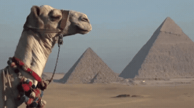 Camel In Front Of Pyramids GIF