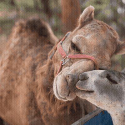 Camel In Red Bridle Kissing Another Camel GIF