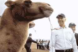 Camel Joe Biden Mongolia
