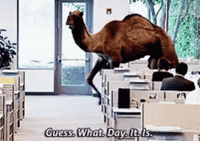 Camel Jumping Over Office Cubicle Saying Guess What Day It Is GIF