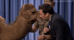 Camel Kiss Jimmy Fallon