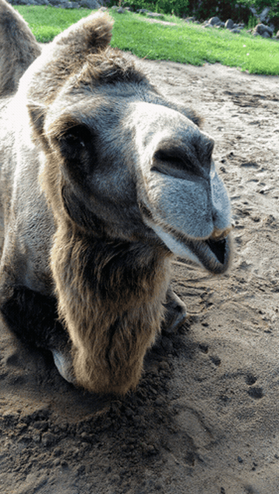 Camel Laying Down In Dirt GIF