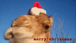 Camel Merry Christmas Wish