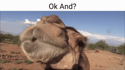 Camel Nose Close Up Saying Ok GIF