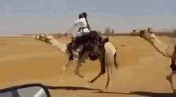 Camel Ride Race Win GIF