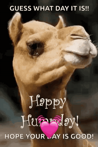 Camel Saying Guess What Day It Is Happy Hump Day GIF
