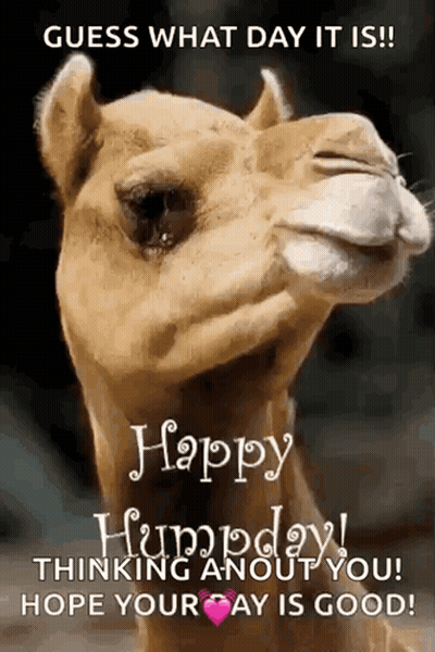 Camel Saying Guess What Day It Is Happy Thursday GIF
