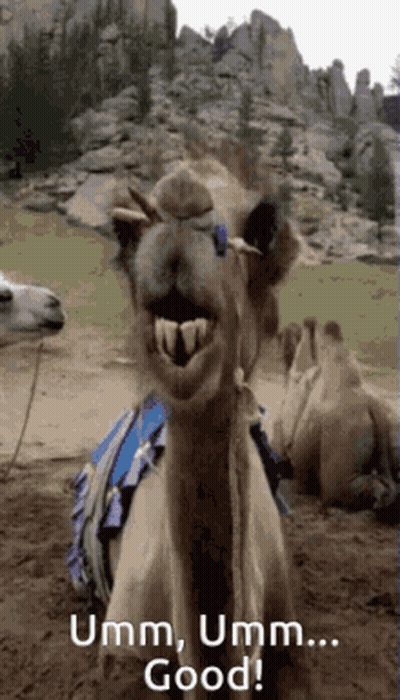 Camel Saying Umm Umm Good GIF