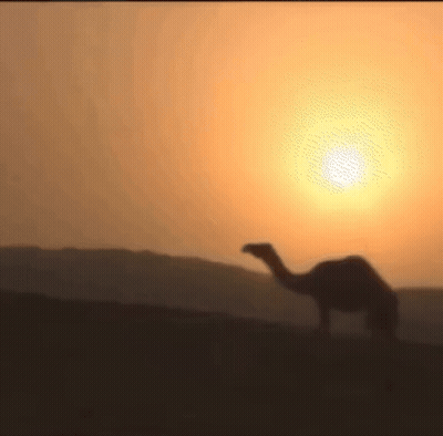 Camel Standing In Desert At Sunset GIF